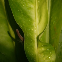 Photo de belgique - Le jardin botanique de Meise